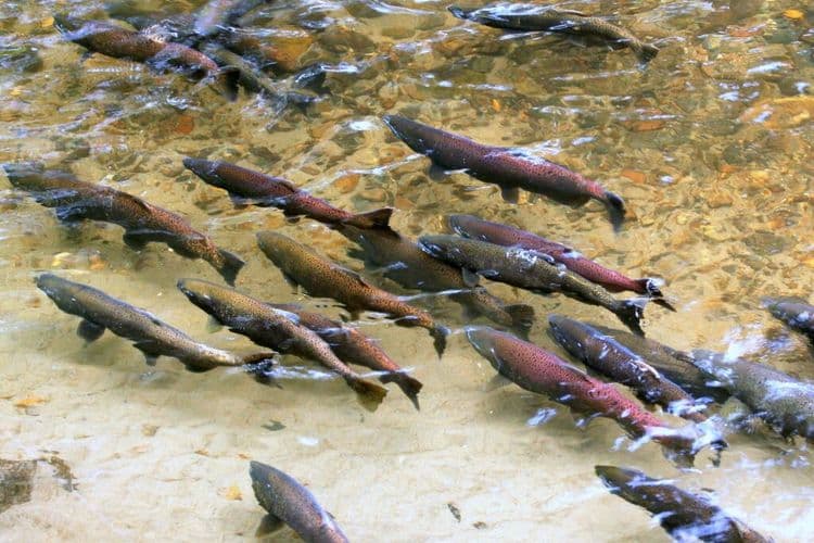 Chinook Salmon Return to North Yuba River After Nearly a Century