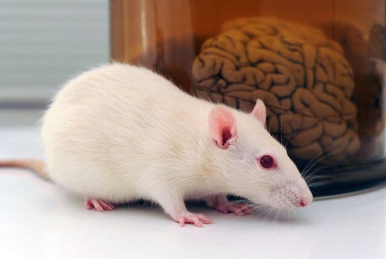 Scientists Chart the Most Detailed Brain Map Ever