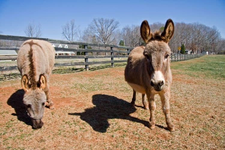 Seamus the Miniature Donkey Brings Smiles and Comfort to Newfoundland
