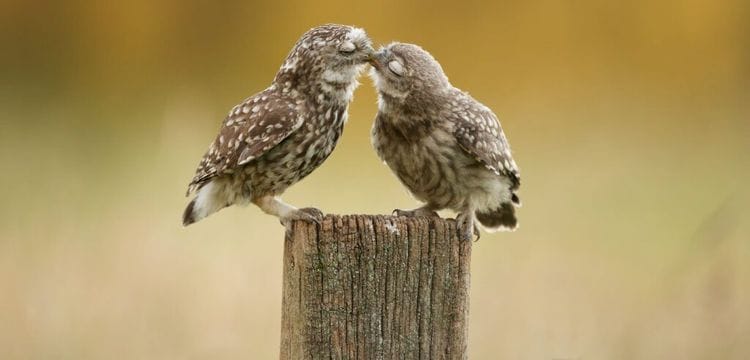 The Evolution Of Kissing Goes Back 21 MILLION Years