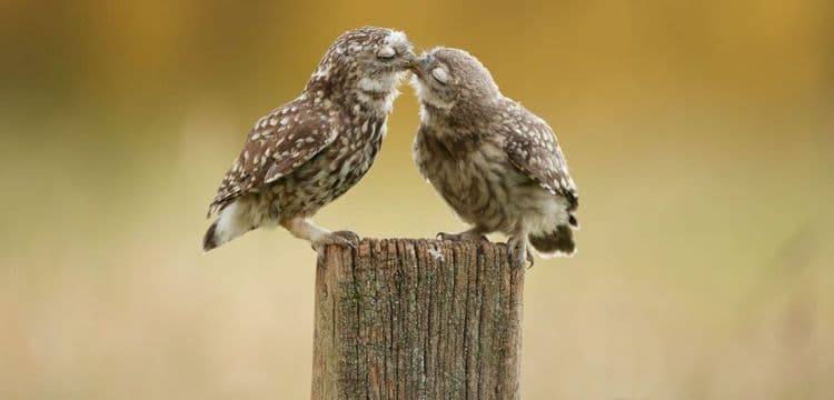 The Evolution Of Kissing Goes Back 21 MILLION Years