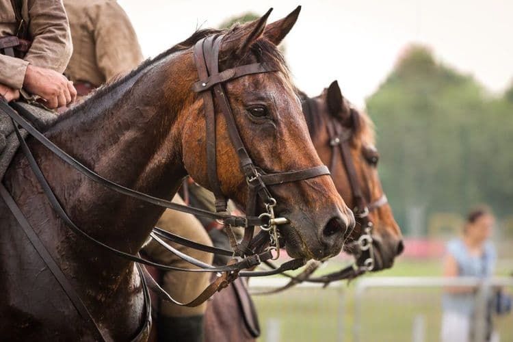 The Military Horses Who Are About to Discover What Freedom Feels Like