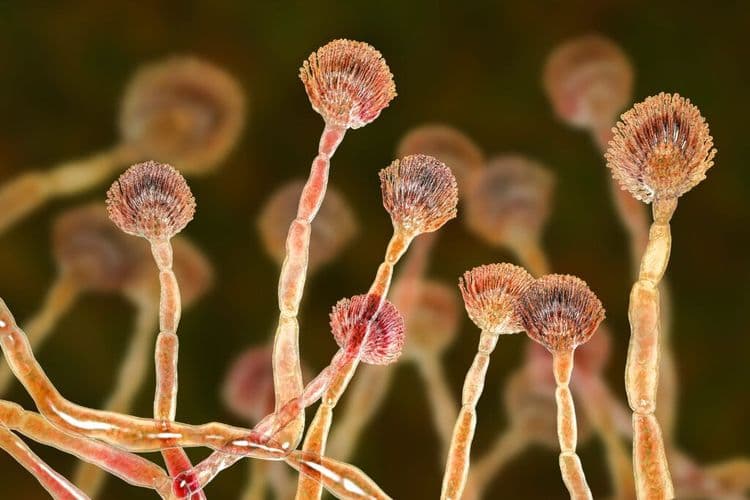 The Deadly Fungus That Just Became a Life-Saving Cancer Treatment