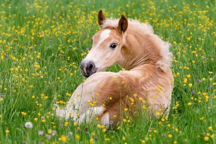 The Heartwarming Rescue That Gave This Horse a Second Chance