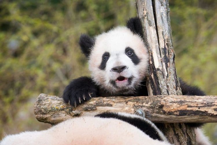 Meet The New Panda Baby That's Stealing Hearts