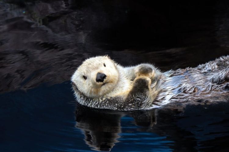 What Rescuers Did With A Bluetooth Speaker Saved This Otter Pup