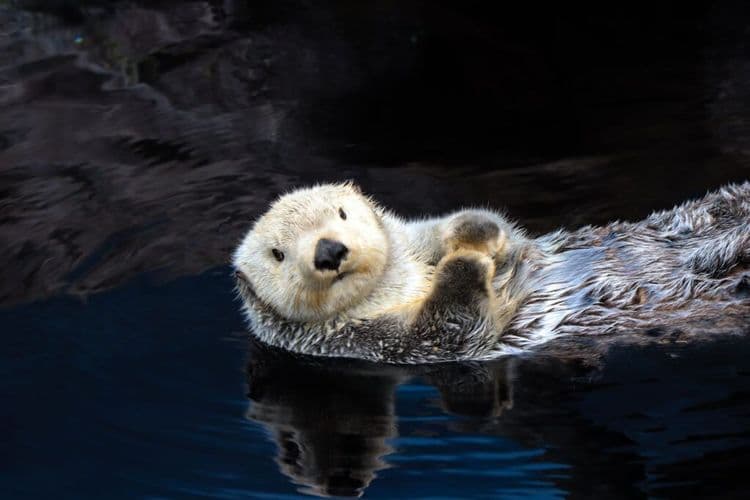 What Rescuers Did With A Bluetooth Speaker Saved This Otter Pup