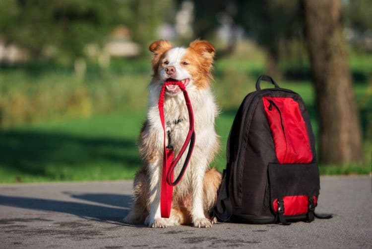 NYC Backpack Adventure That Saves Shelter Dogs Every Week