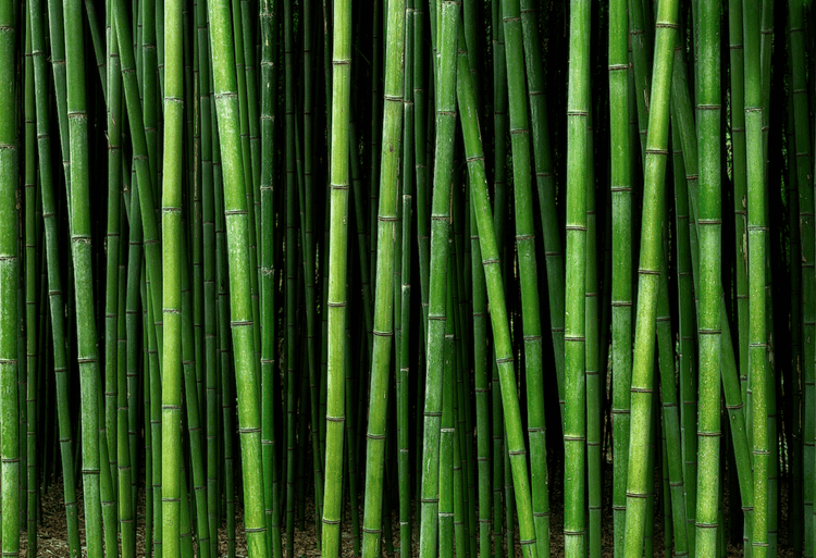 Bamboo May Be Replacing Plastic Soon