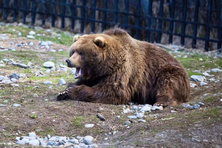 Zoo Shut Down & Animals Were LEFT BEHIND, Until Now
