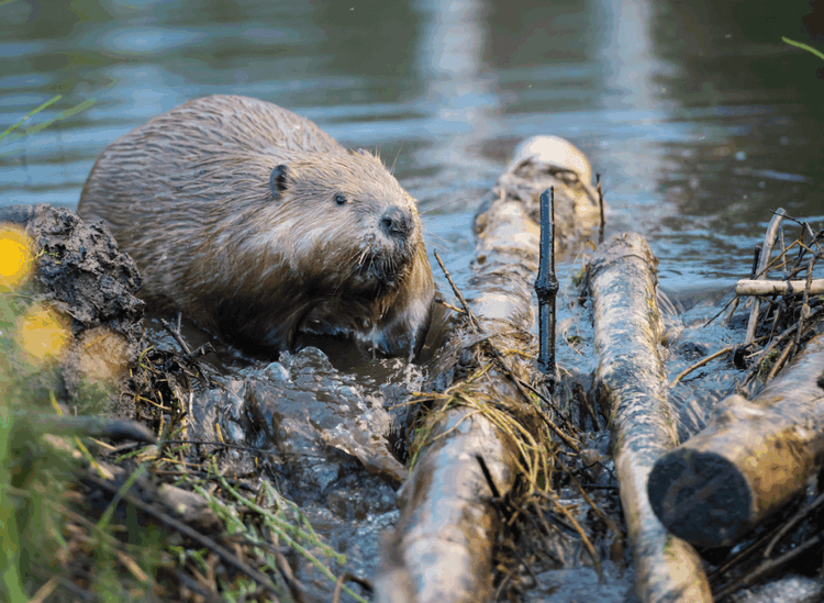 The Rodent That Vanished 500 Years Ago Just Reappeared