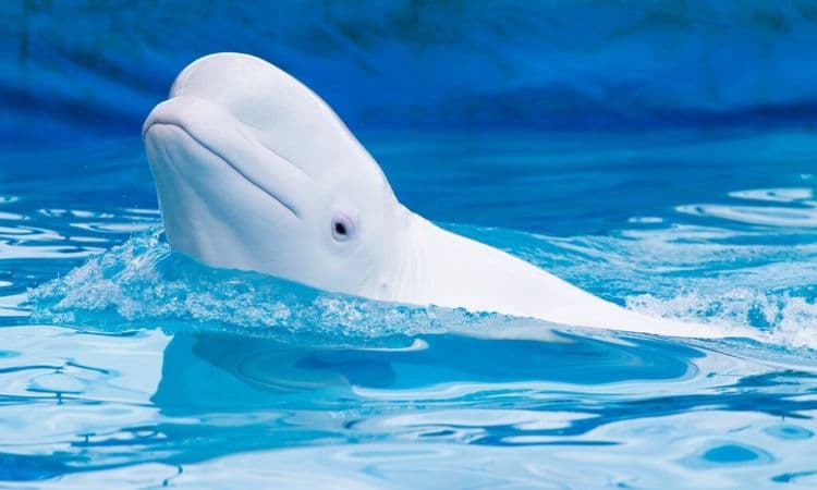 Twelve-Year-Old Beluga Whale Makes Amazing Recovery After Historic Surgery