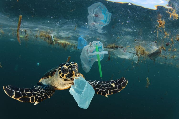 How Fish Are Helping Solve Our Plastic Crisis
