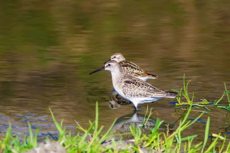 This Ban Will Save 100,000 Birds Every Year