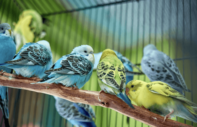 The Pet Store Ban That Goes WAY Beyond Dogs And Cats