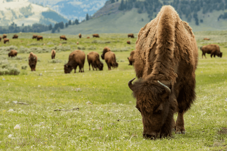 How 5,000 Bison Are Reawakening Yellowstone National Park