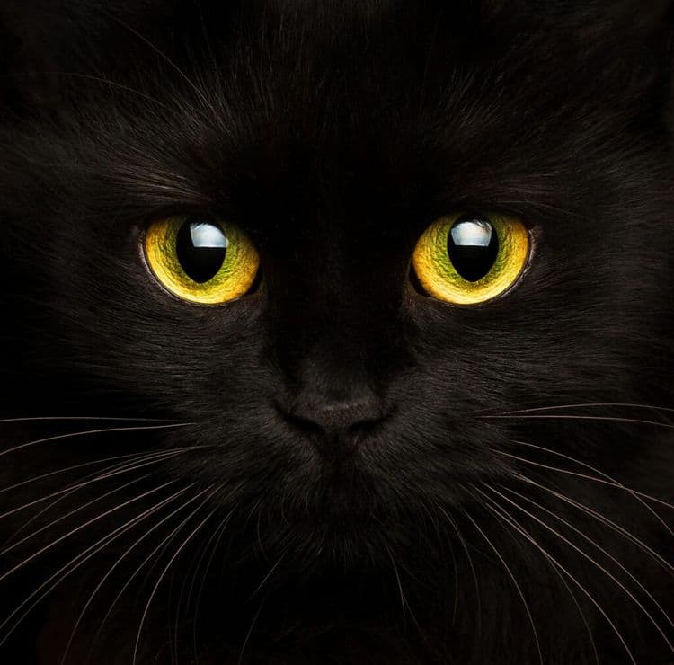Three Feral Kittens Became Railway Employees With Their Own Five-Star Hotel