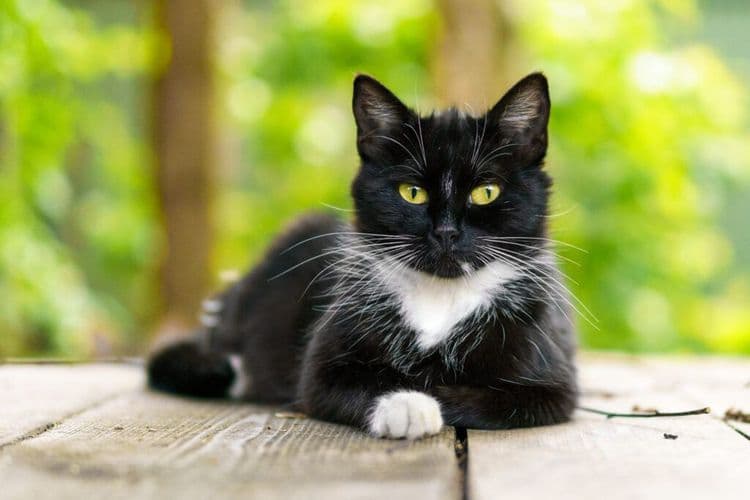 How Shadow The Cat Survived The Canadian Wilderness