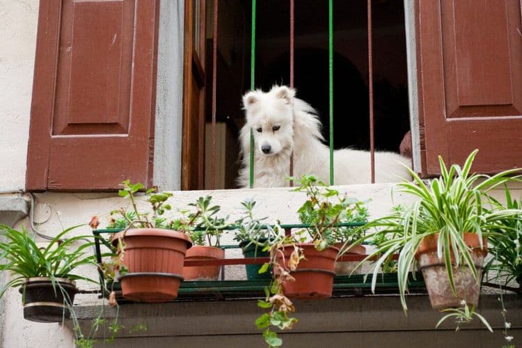The Blind Dog Whose Heroic Barking Saved Two Lives From Fire