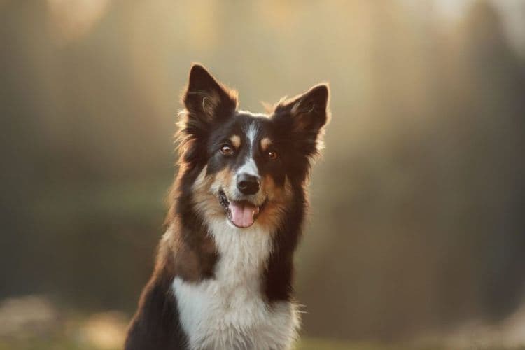 How Our Voices Affect Dog Behavior