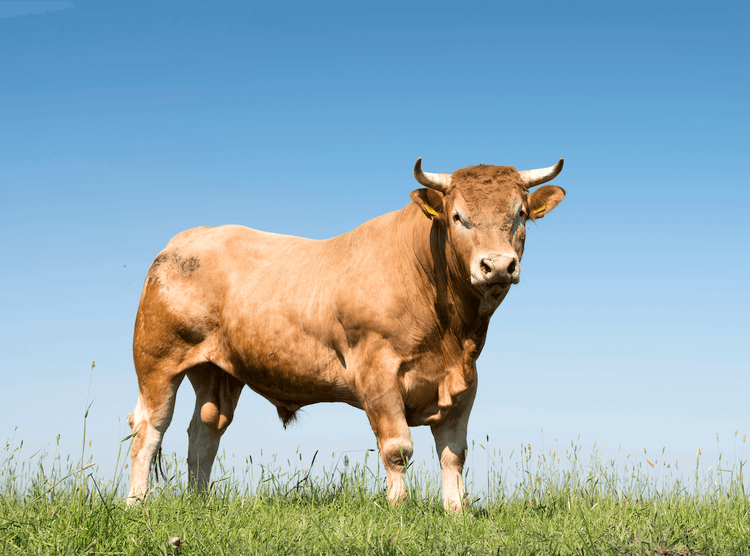 From Stranded Calf To Mighty Bull, One Animal's Incredible Journey