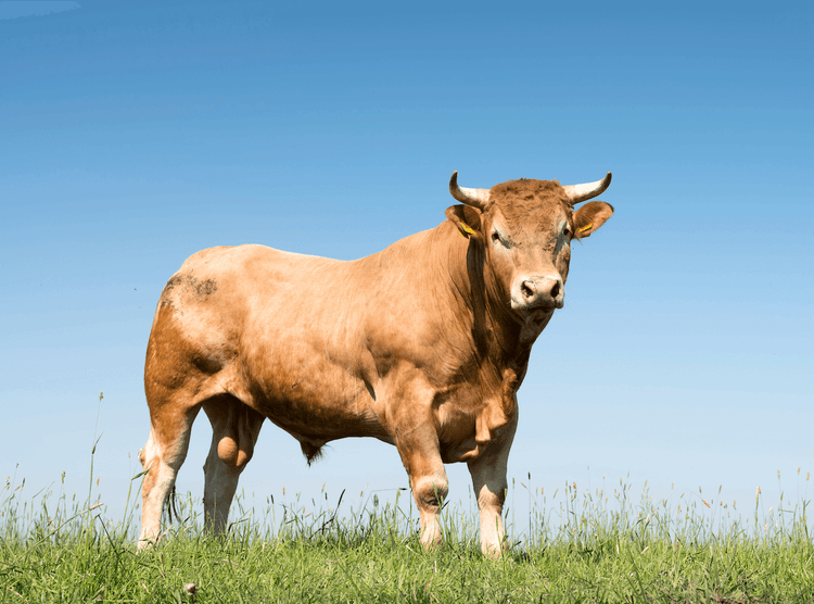 From Stranded Calf To Mighty Bull, One Animal's Incredible Journey