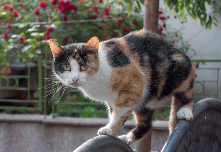 Japan's Adorable New Cat Stationmaster
