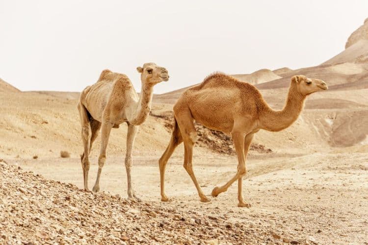 The Ancient Animal That Just Sparked A Modern Agricultural Revolution