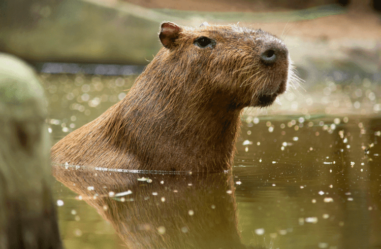 Capybara and Howler Monkey Friendship Defies All Odds