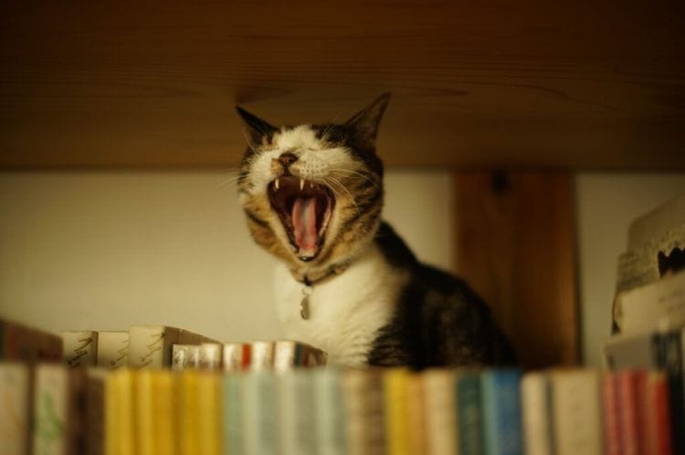 This Bookstore Is Changing Cat Lives One Adoption At A Time