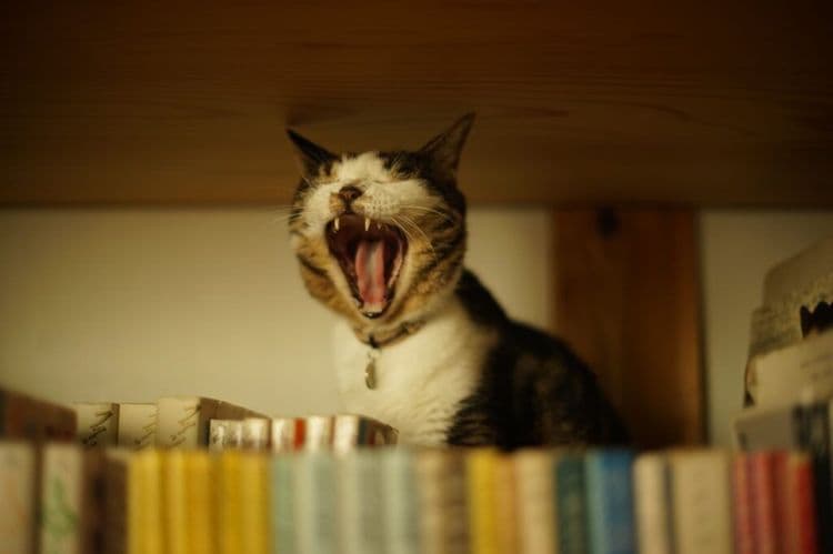 This Bookstore Is Changing Cat Lives One Adoption At A Time