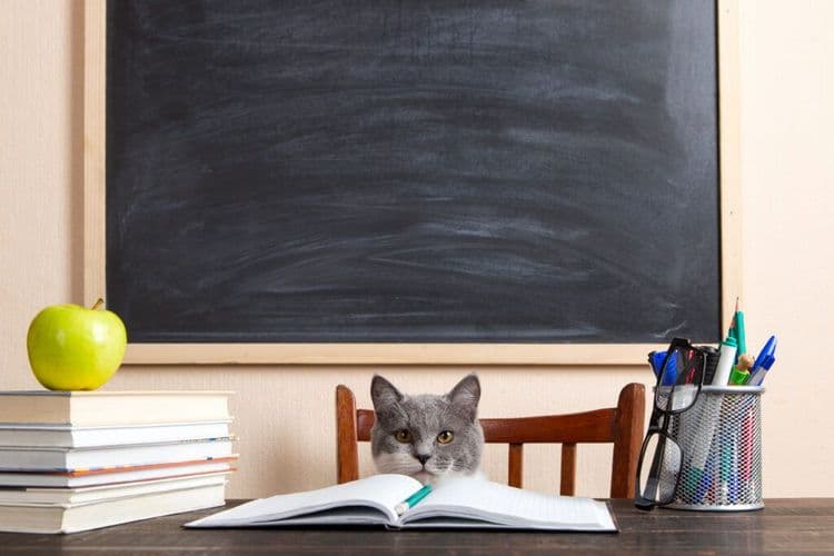 This Stray Cat Walked Into Third Grade And Never Left