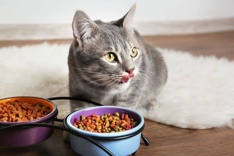 How Your Cat's Dinner Is Helping Restore the Ocean