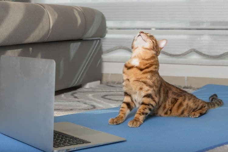 The Cat Video Festival That's Bigger Than Ever
