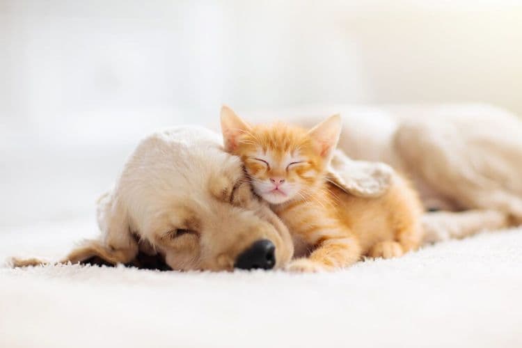 Pets Make Romantic Relationships Happier