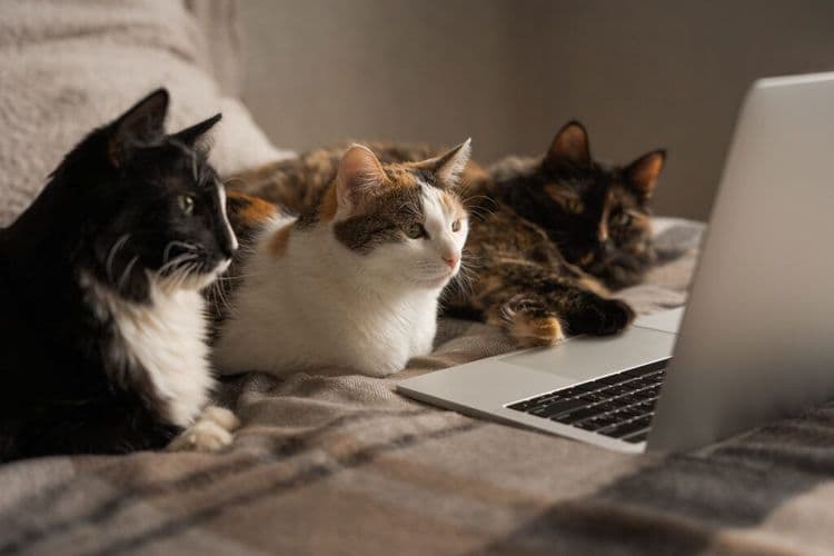 How a Community Is Rallying Around Their Local Cat Angel