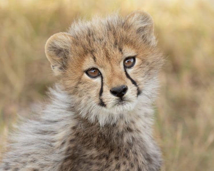 The Wild Cub That Became Part Of The Family