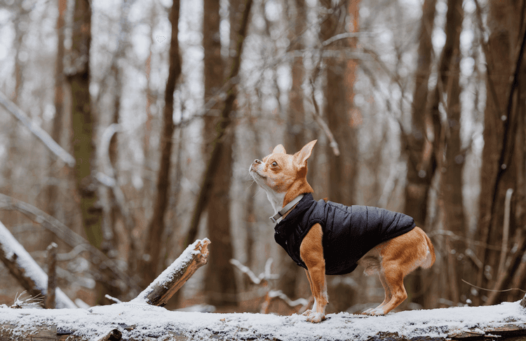 The Tiniest Hero Just Saved a Life in the Swiss Alps