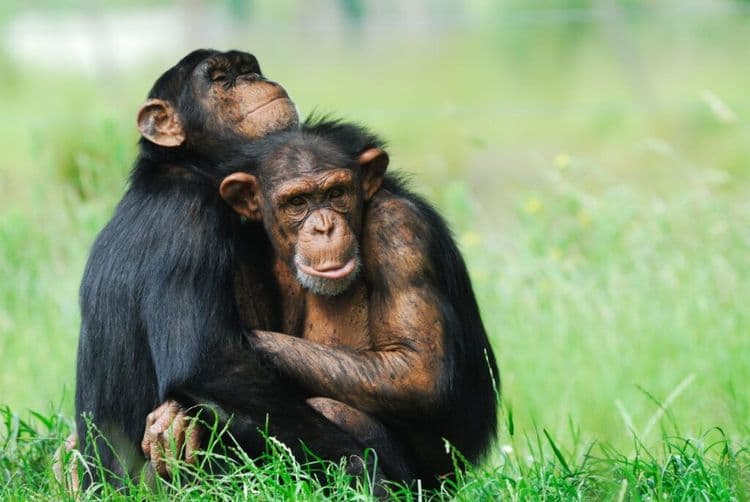 The Communication Secret That Links Humans and Our Closest Relatives