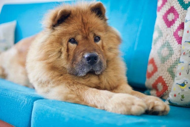 The Abandoned Chow Chow Who Found His Perfect Family