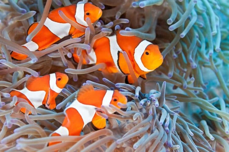 Scientists Discovered How Clownfish Like Nemo Shrinks