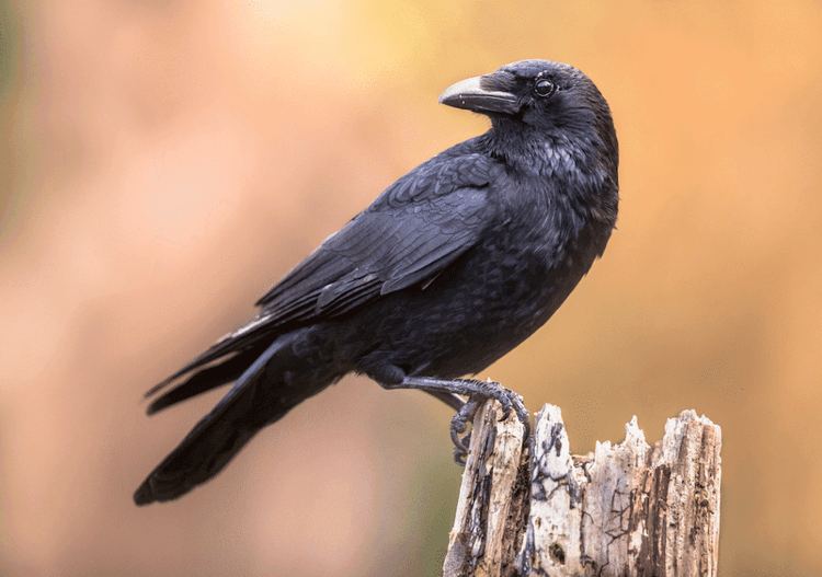 When a Crow Thought a Border Collie Was Its Mother