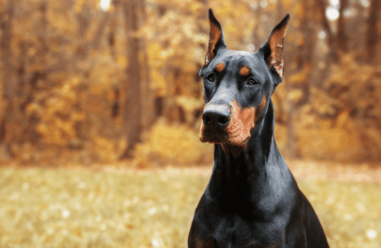 Night The Doberman Just Won Dog Of The Year