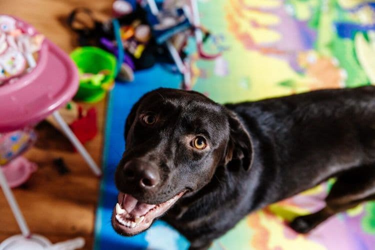 The Famous Dog Bus That's Helping Disabled People Find Their Dream Jobs