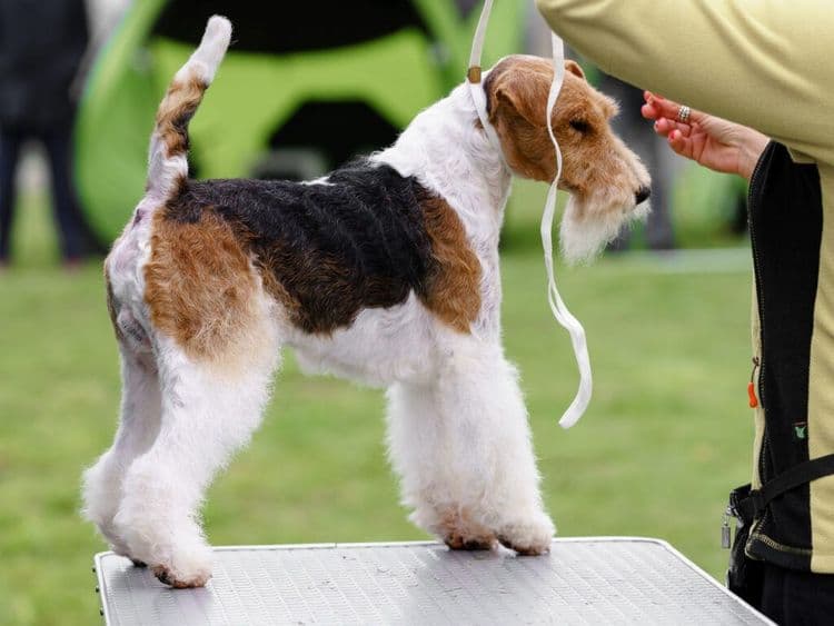 The World's Largest Dog Agility Festival Gets Tails Wagging