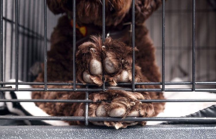 Meet The Service Dogs Trained At Illinois Prison