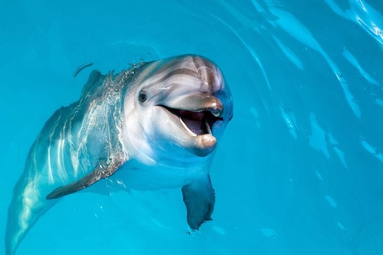 Dolphins Get High Tech AI Protection