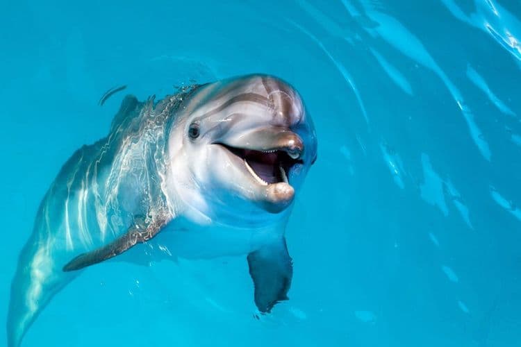 Dolphins Get High Tech AI Protection