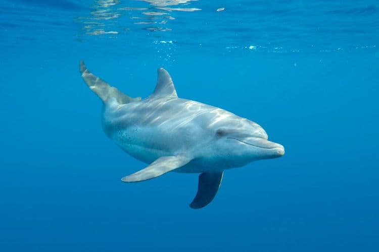 Dolphin Asks Diver For Help In Most Amazing Way