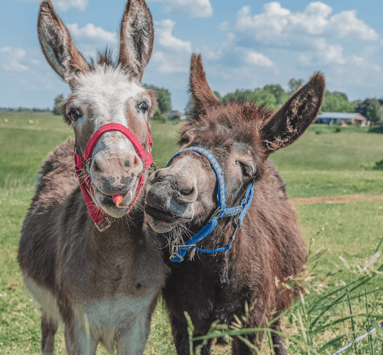 These Rescue Donkeys Are Inseparable